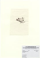 藏品(長枝沙菜)的圖片